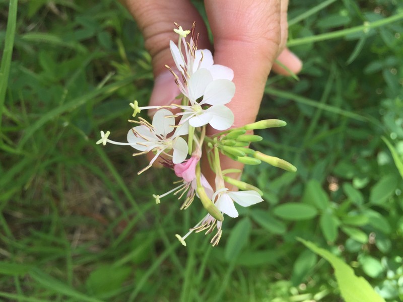 Longflower Beeblossom photo 4