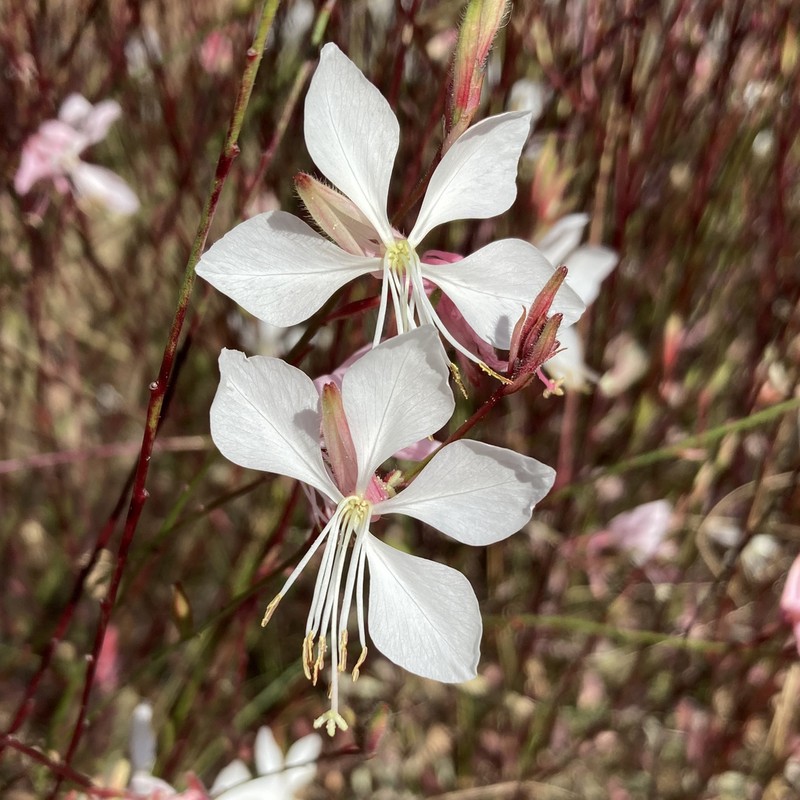 Longflower Beeblossom photo 5