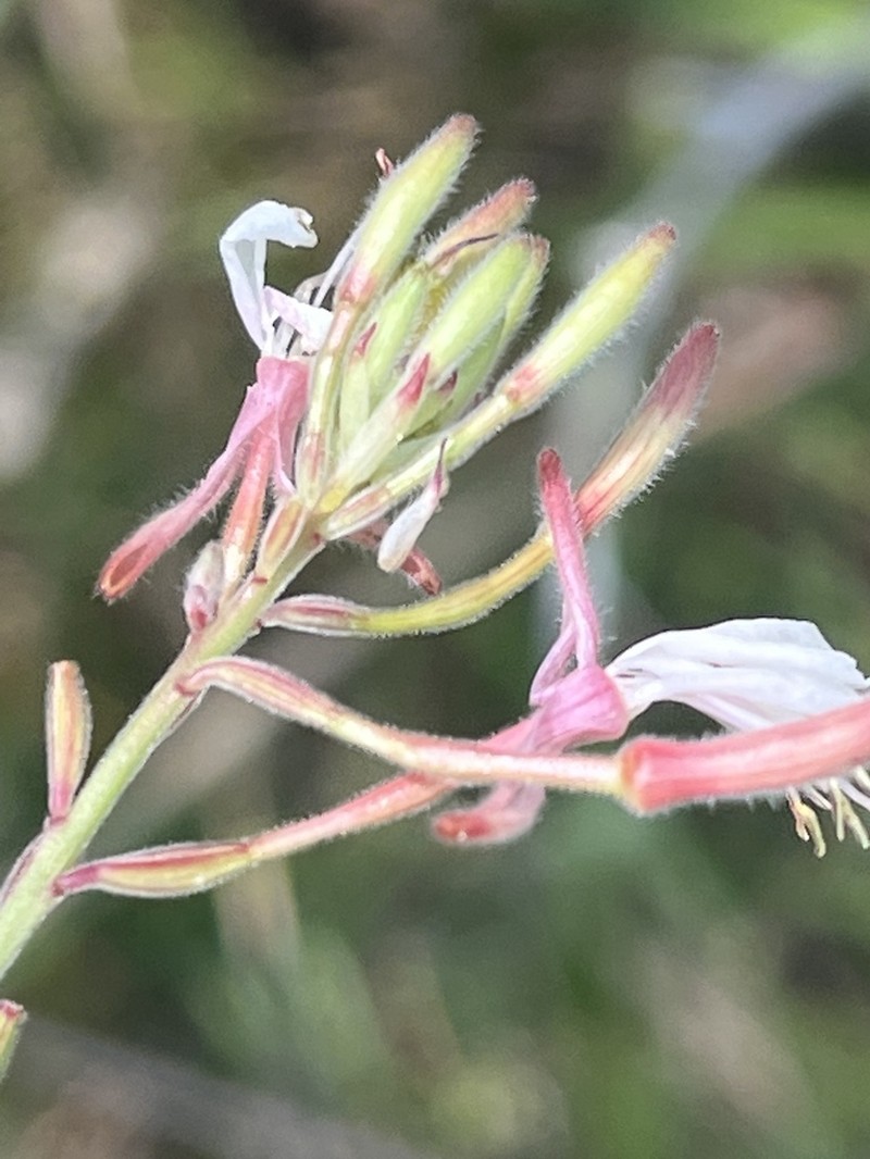 Longflower Beeblossom photo 6