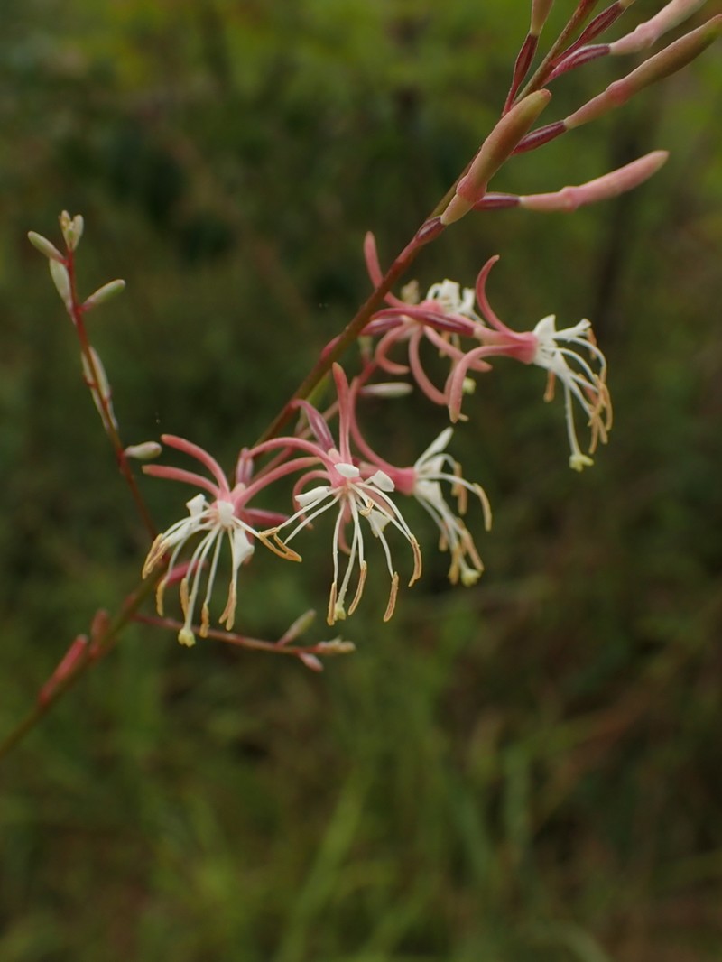 Slenderstalk Beeblossom