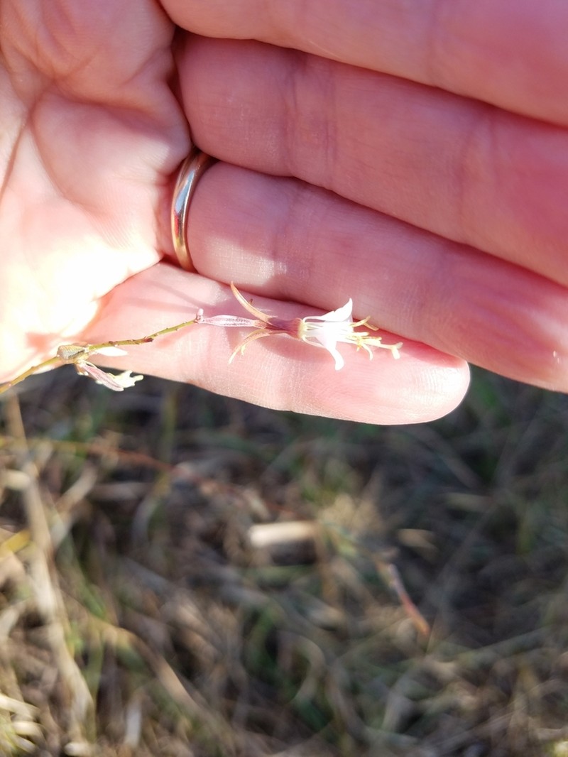 Slenderstalk Beeblossom photo 2