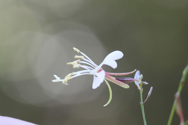 Slenderstalk Beeblossom photo 4