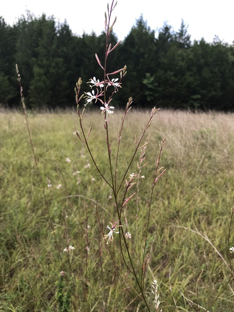 Slenderstalk Beeblossom photo 5