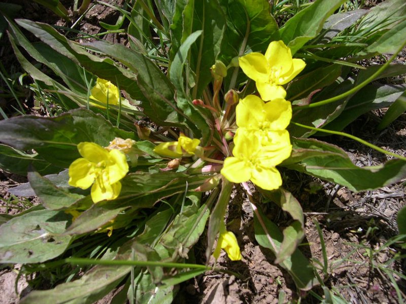 Yellow Evening Primrose