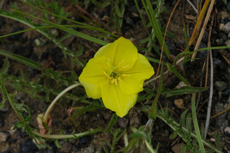Murdock's Evening Primrose photo 3