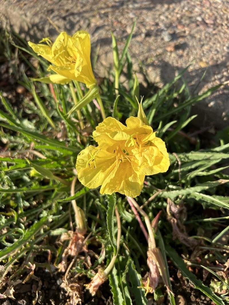 Murdock's Evening Primrose photo 5