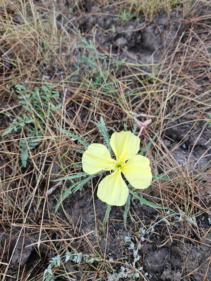 Murdock's Evening Primrose photo 6