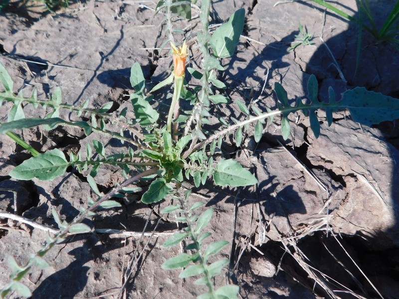 Murdock's Evening Primrose photo 7