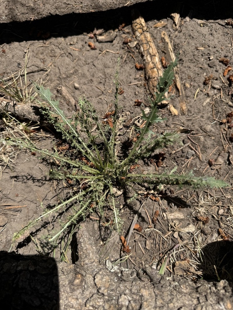 Murdock's Evening Primrose photo 8