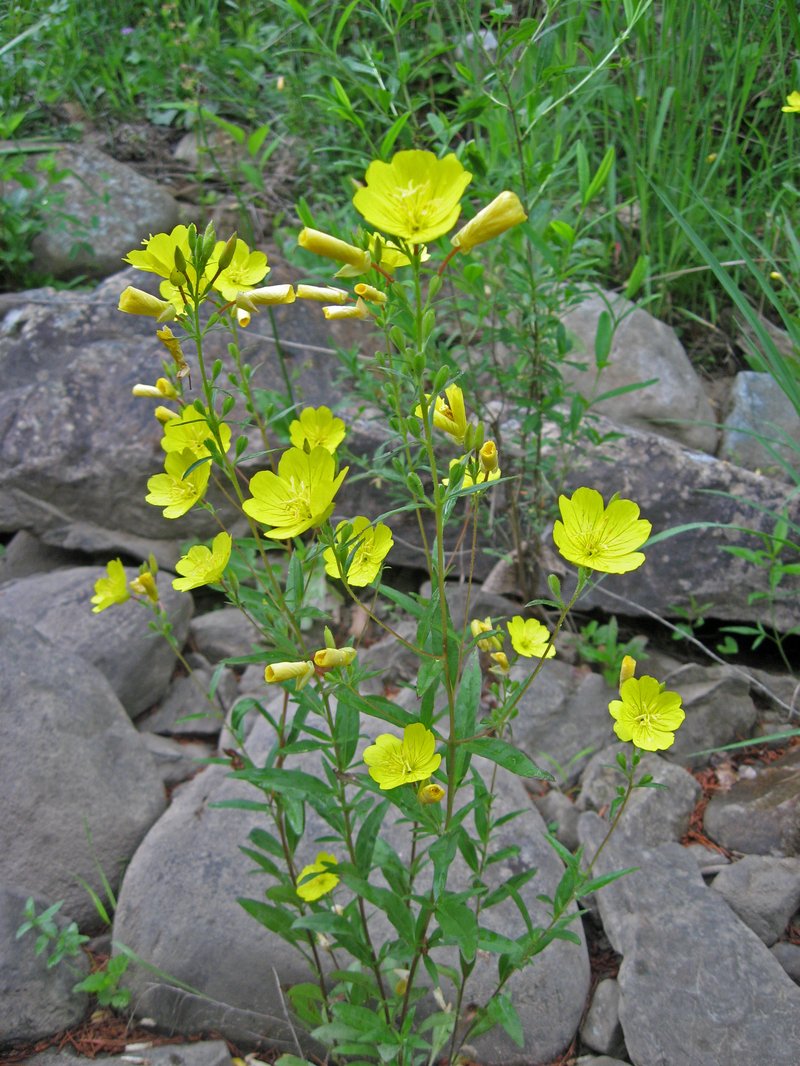 Narrowleaf Evening Primrose