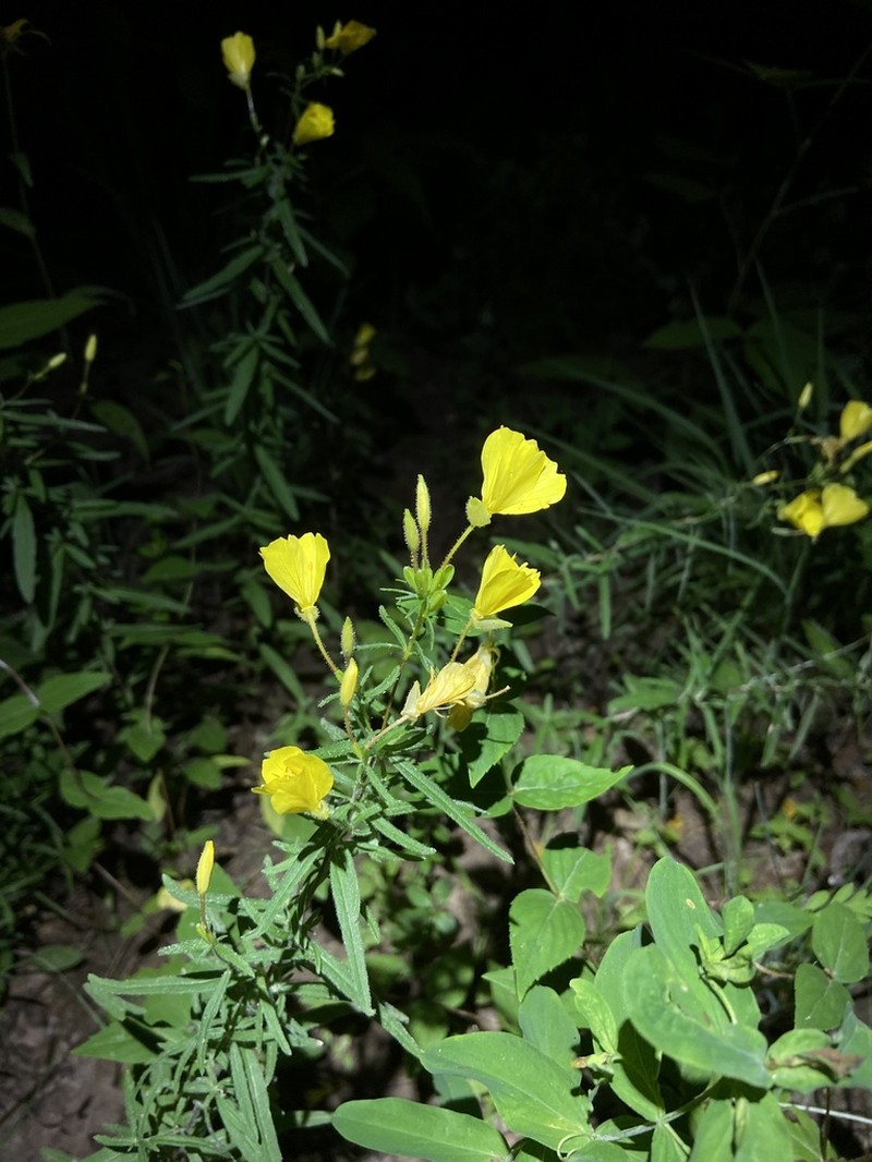 Narrowleaf Evening Primrose photo 3