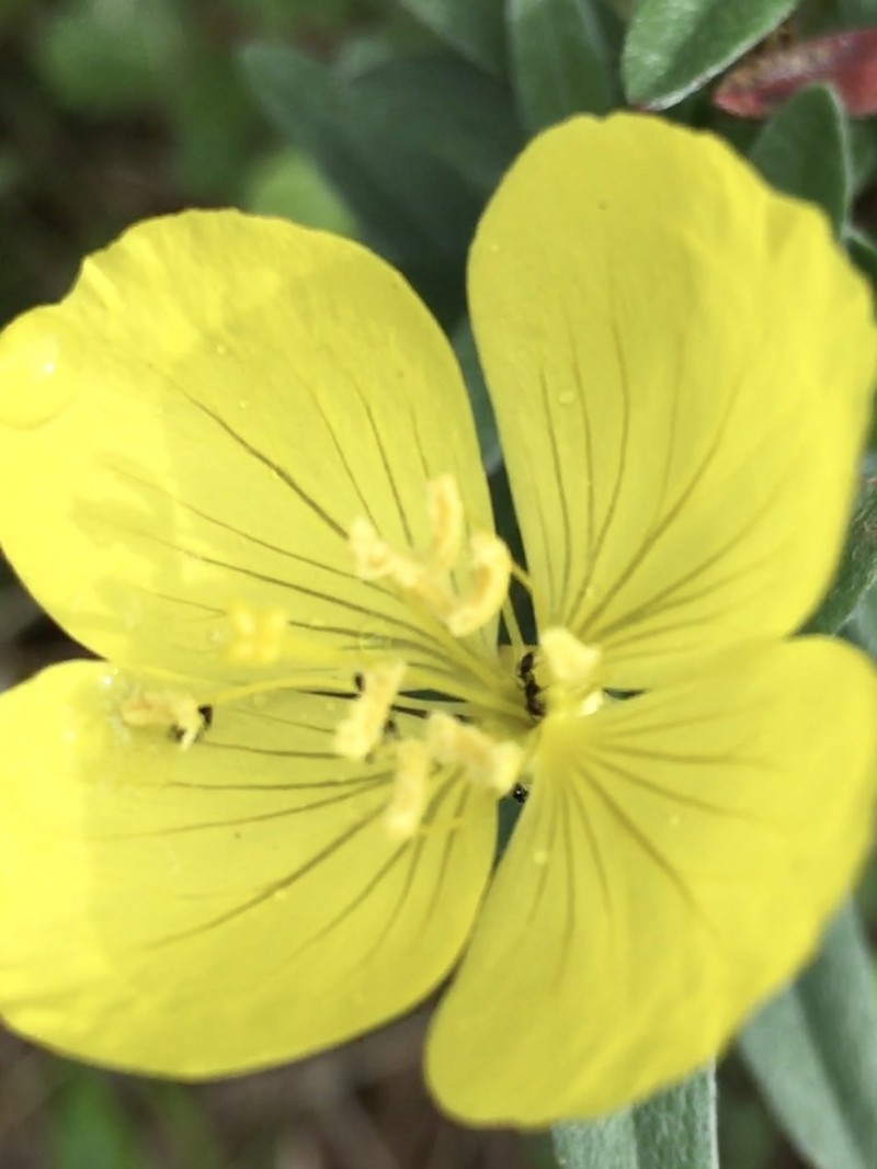 Narrowleaf Evening Primrose photo 5