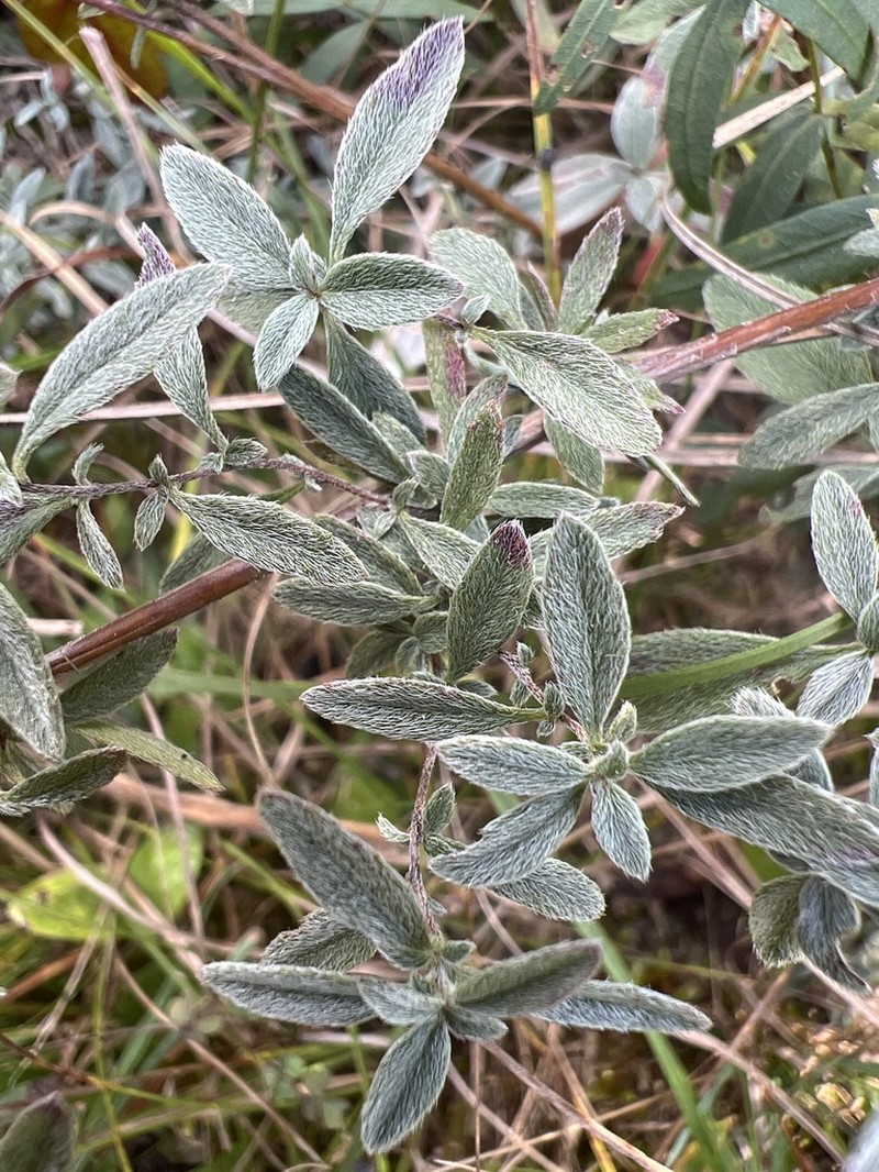 Narrowleaf Evening Primrose photo 6