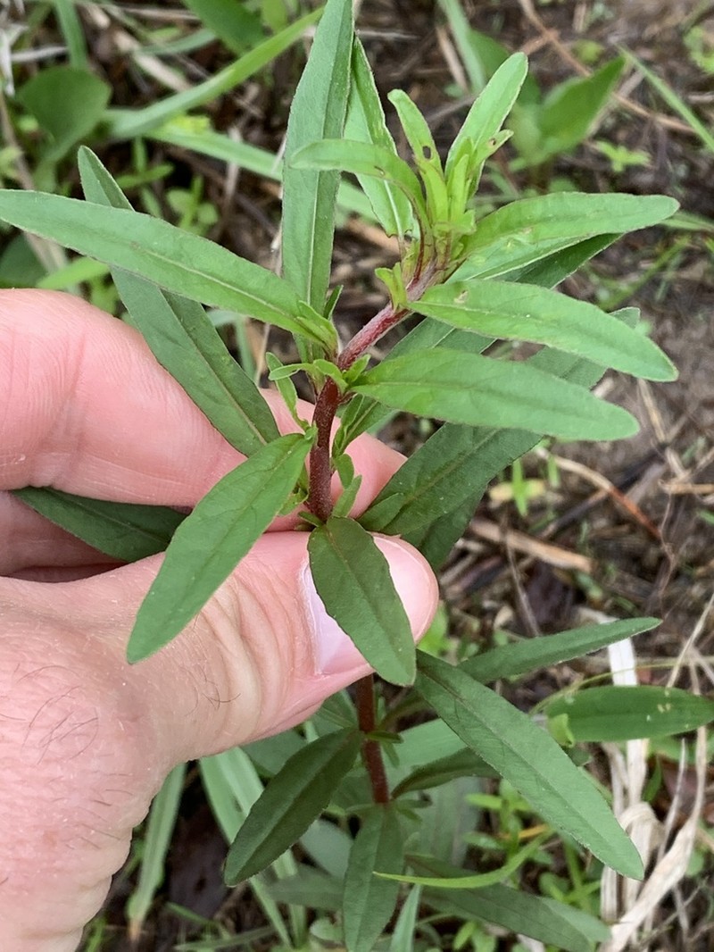 Narrowleaf Evening Primrose photo 7