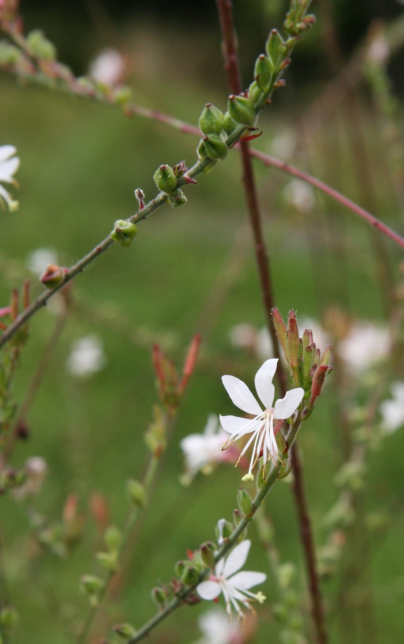 Biennial Beeblossom photo 2
