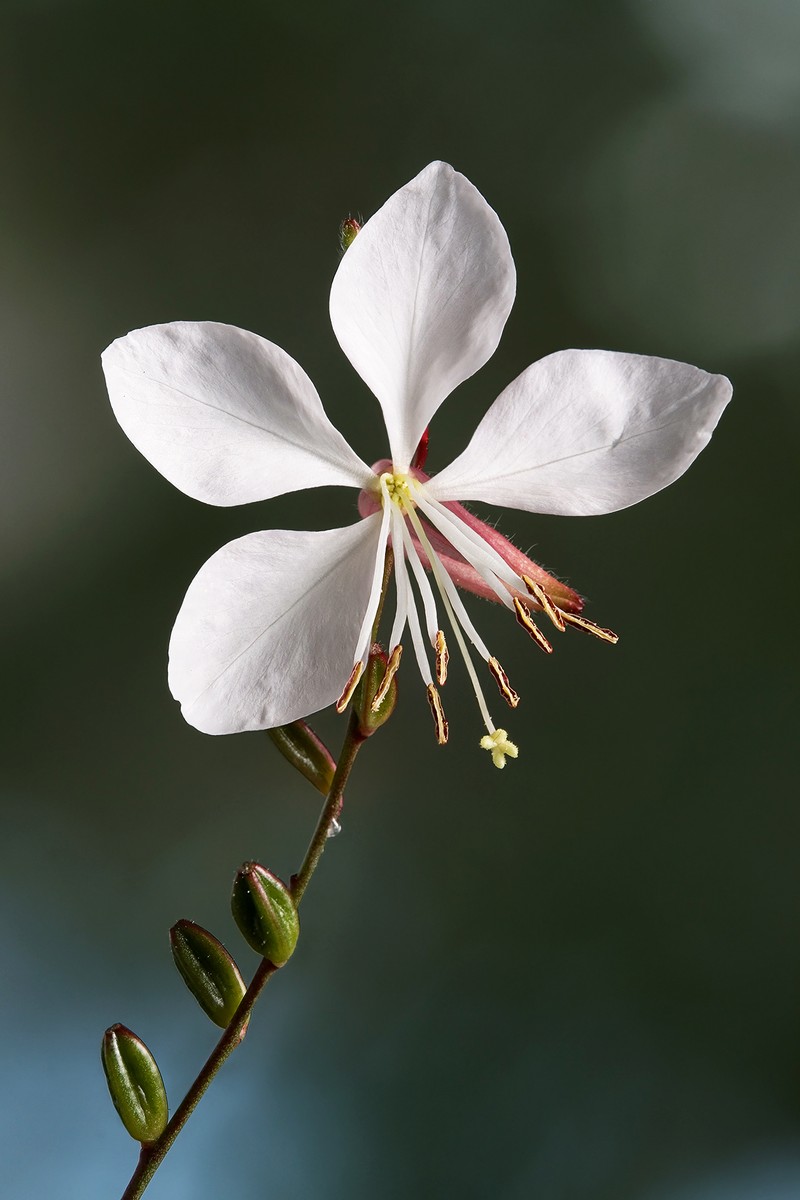 Biennial Beeblossom photo 4