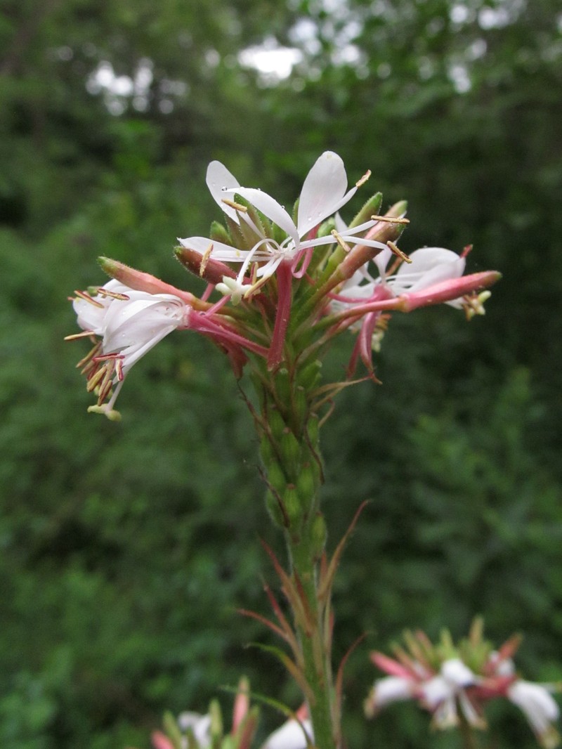 Biennial Beeblossom photo 5