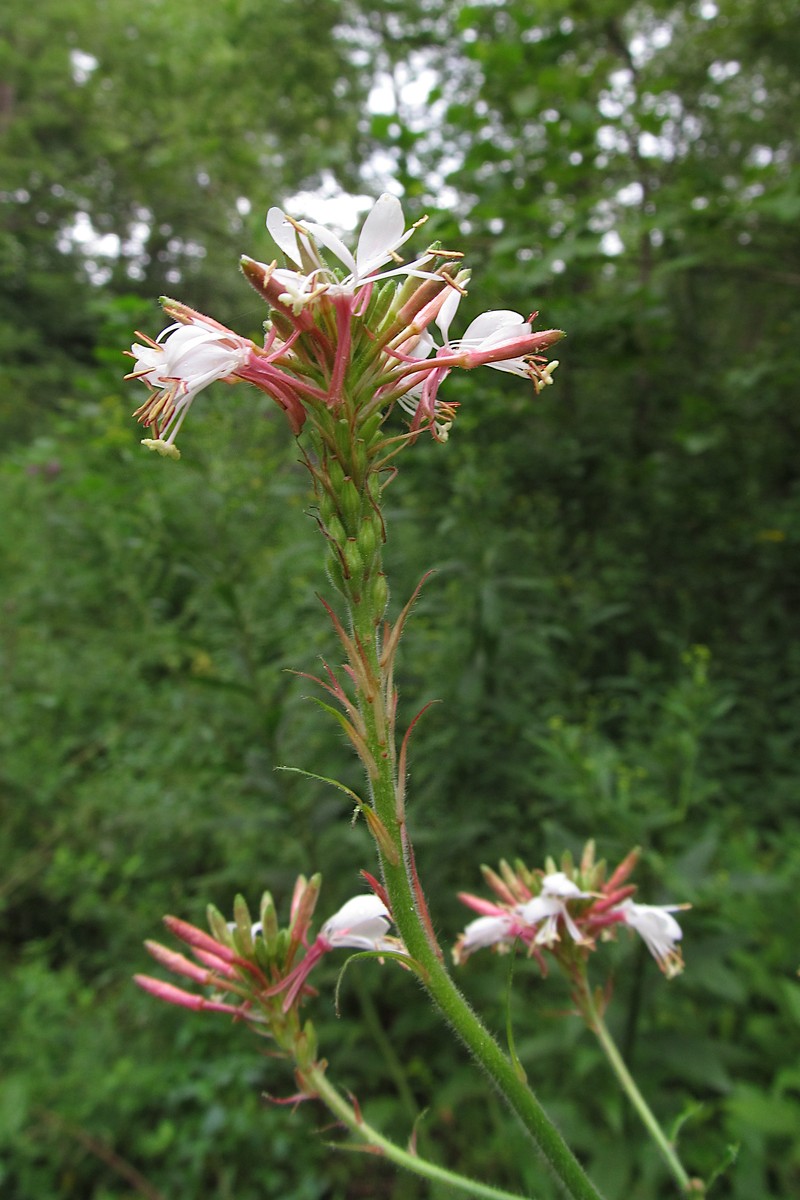 Biennial Beeblossom photo 6