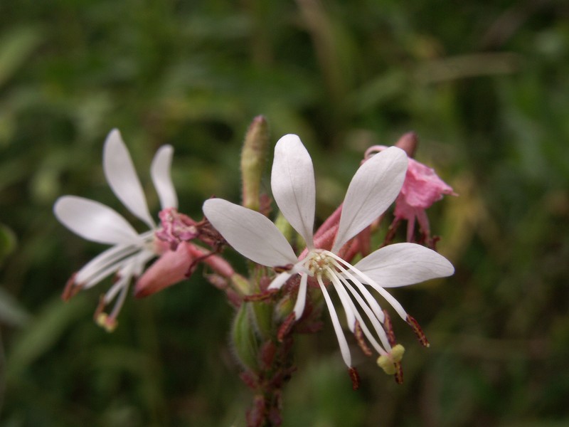 Biennial Beeblossom photo 7