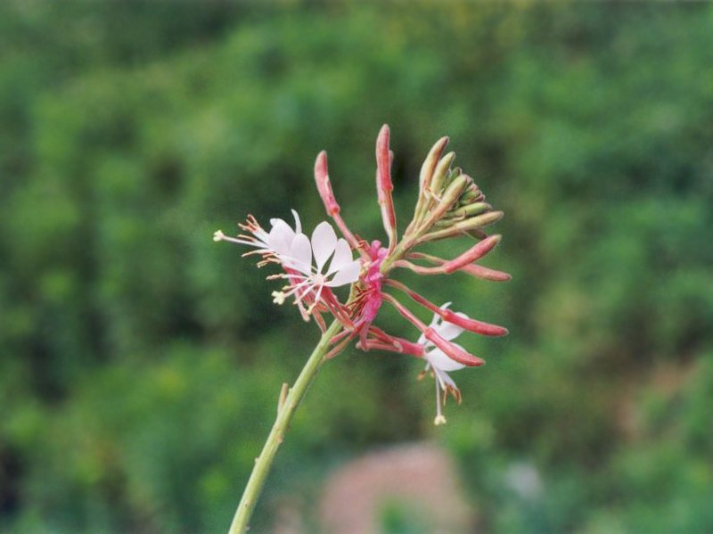 Biennial Beeblossom photo 8