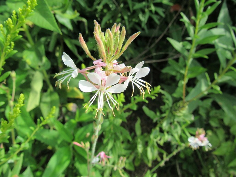 Biennial Beeblossom photo 2