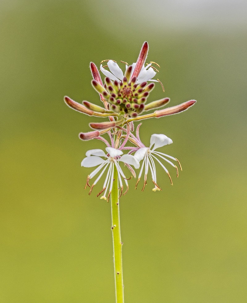 Biennial Beeblossom photo 3