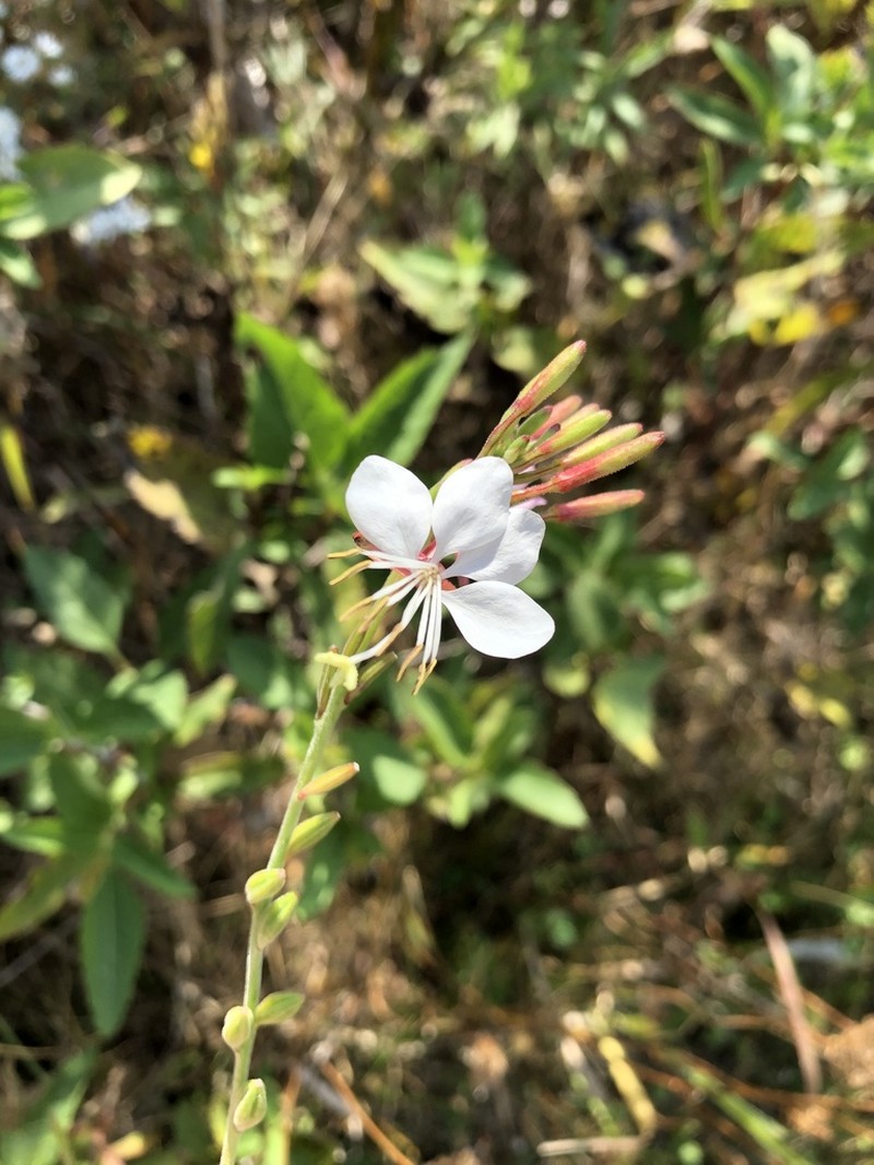 Biennial Beeblossom photo 4