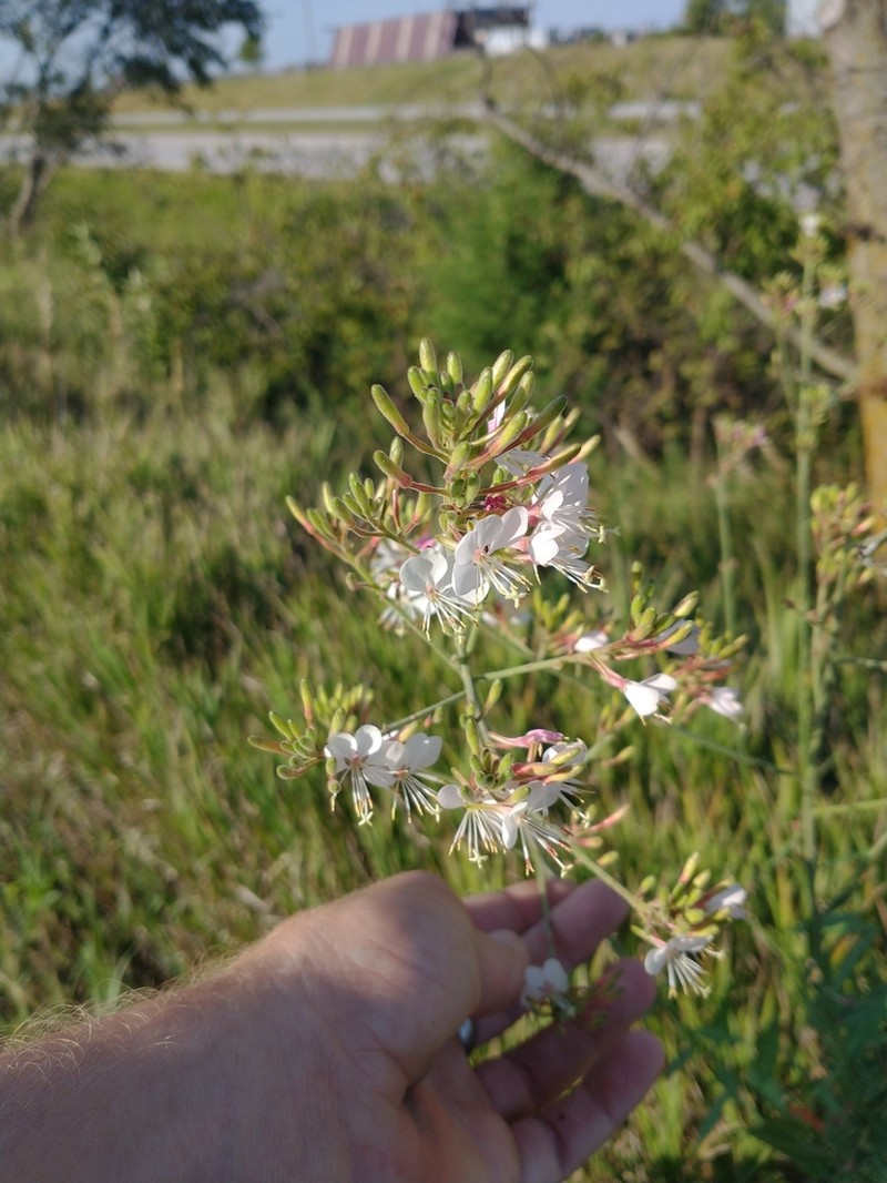 Biennial Beeblossom photo 5