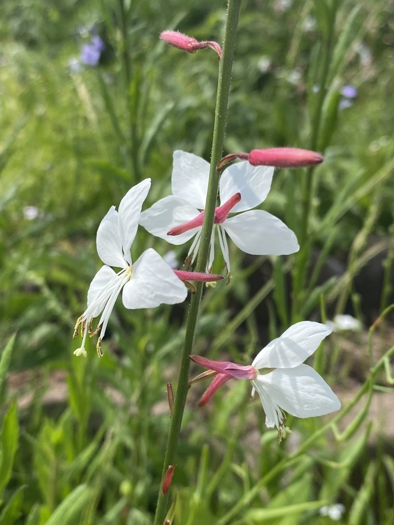 Biennial Beeblossom photo 6