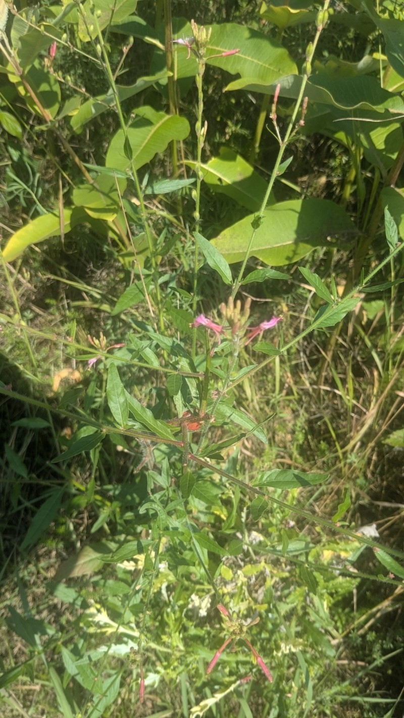 Biennial Beeblossom photo 7