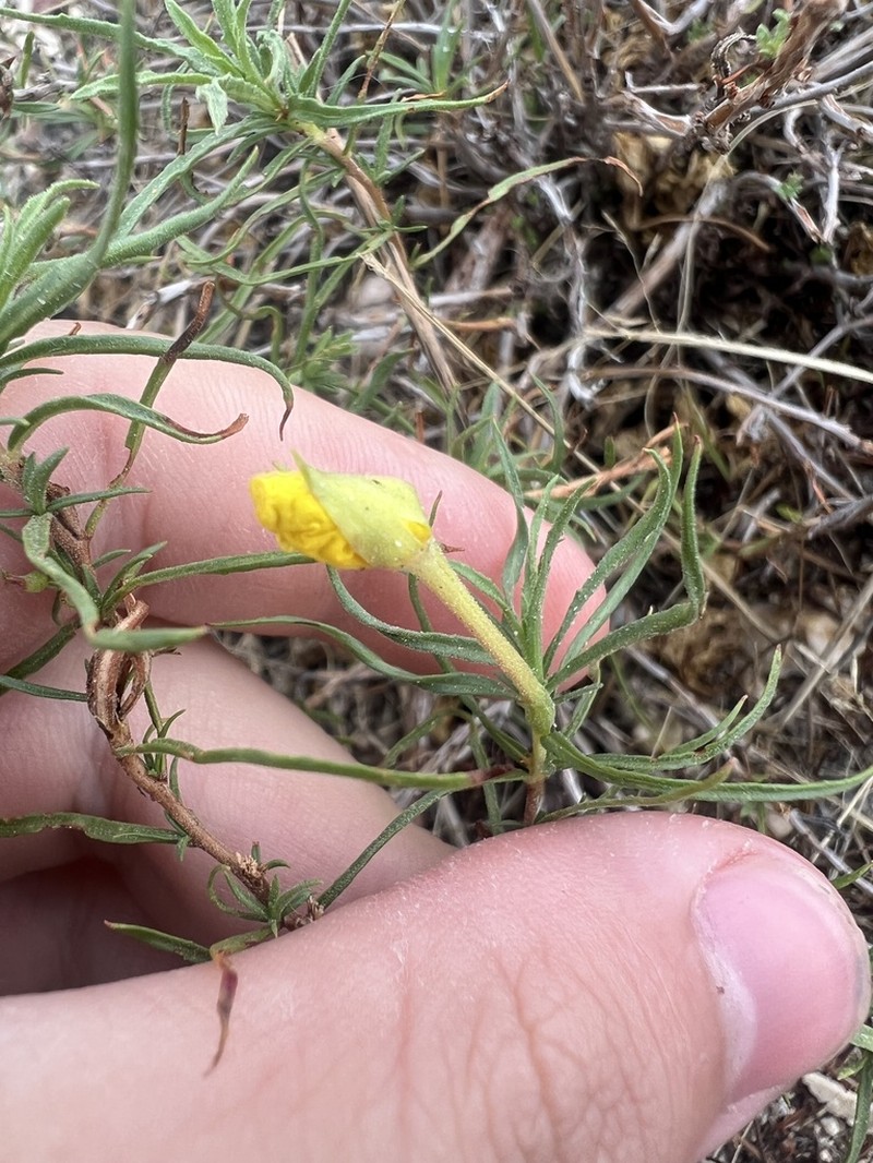Oenothera gayleana