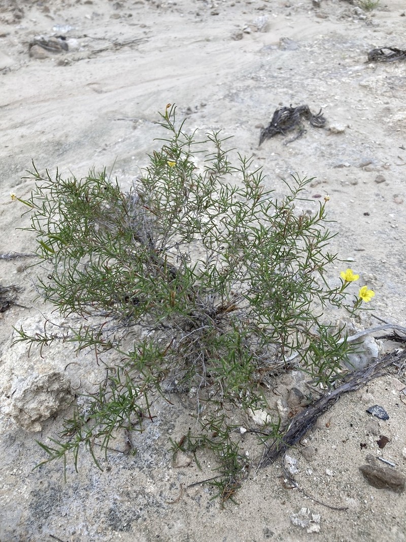 Oenothera gayleana photo 2