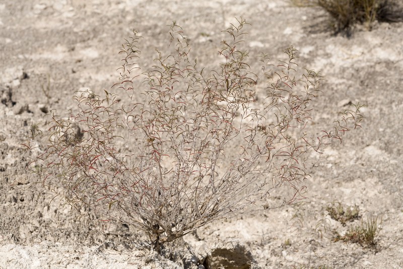 Oenothera gayleana photo 3