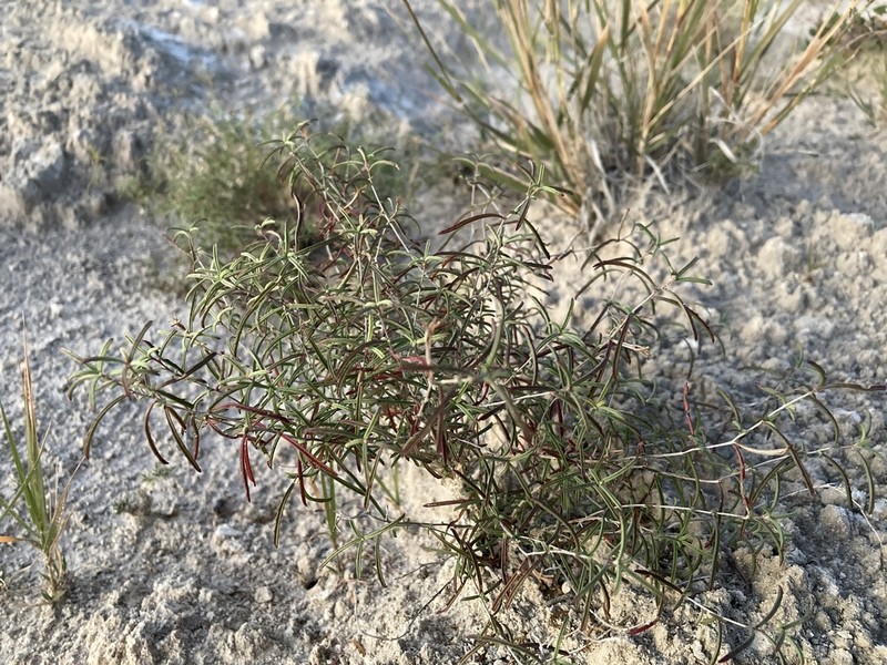 Oenothera gayleana photo 4