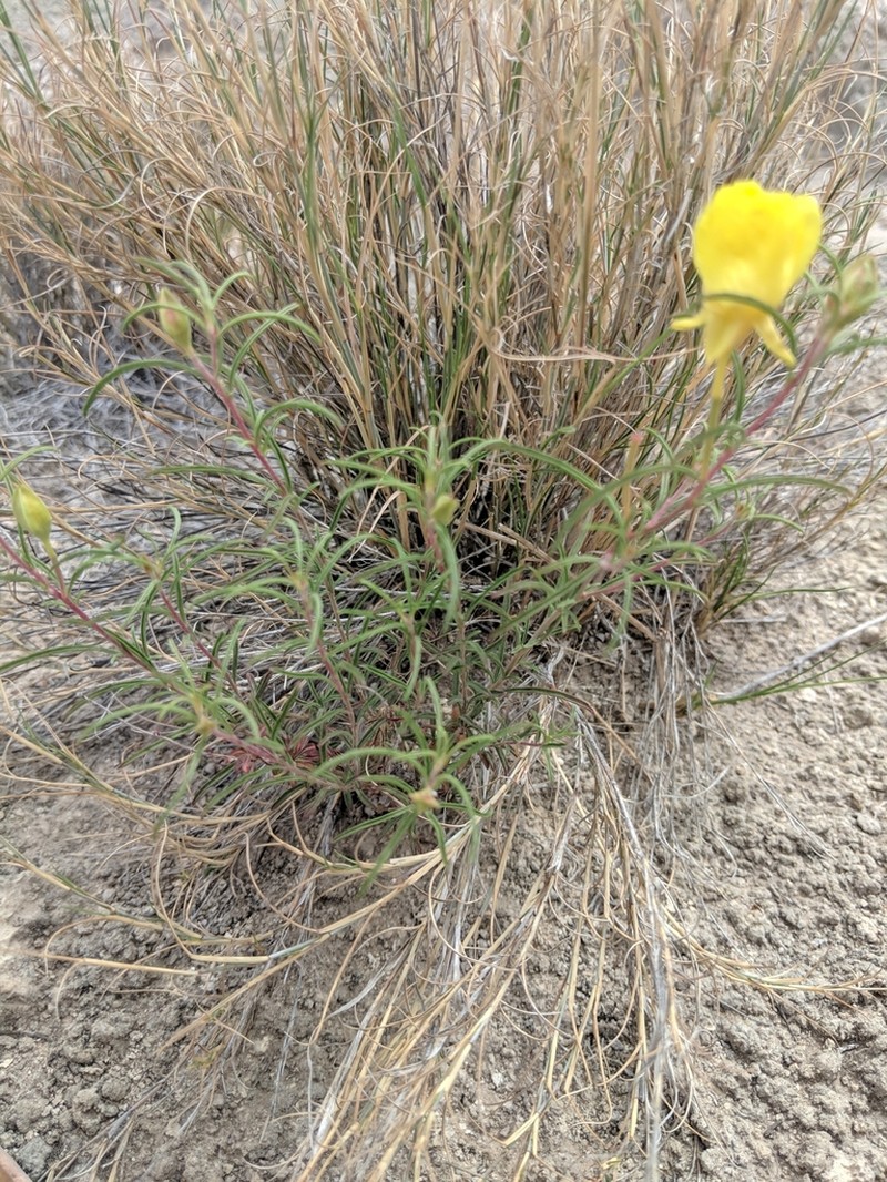Oenothera gayleana photo 5