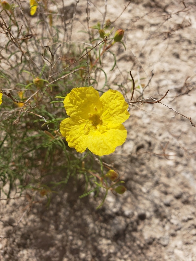 Oenothera gayleana photo 6