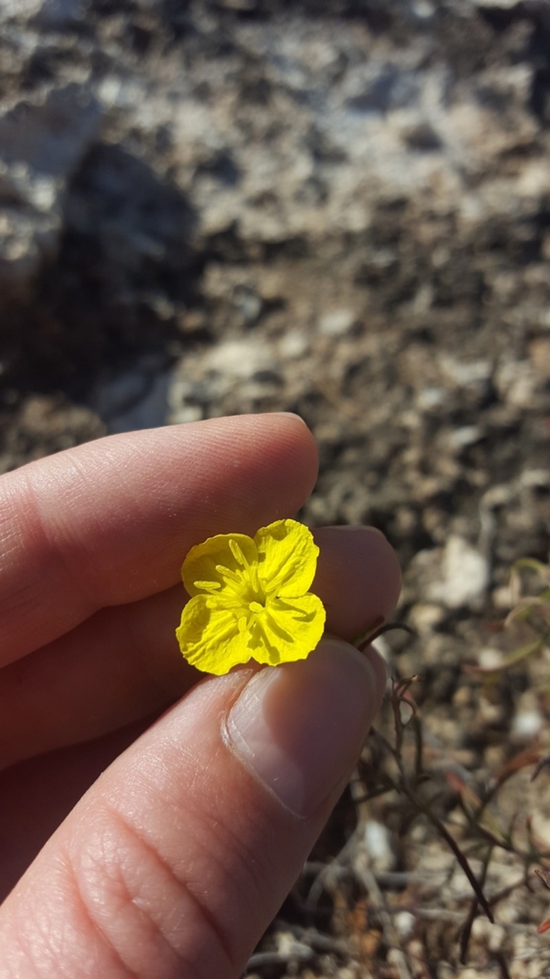 Oenothera gayleana photo 7