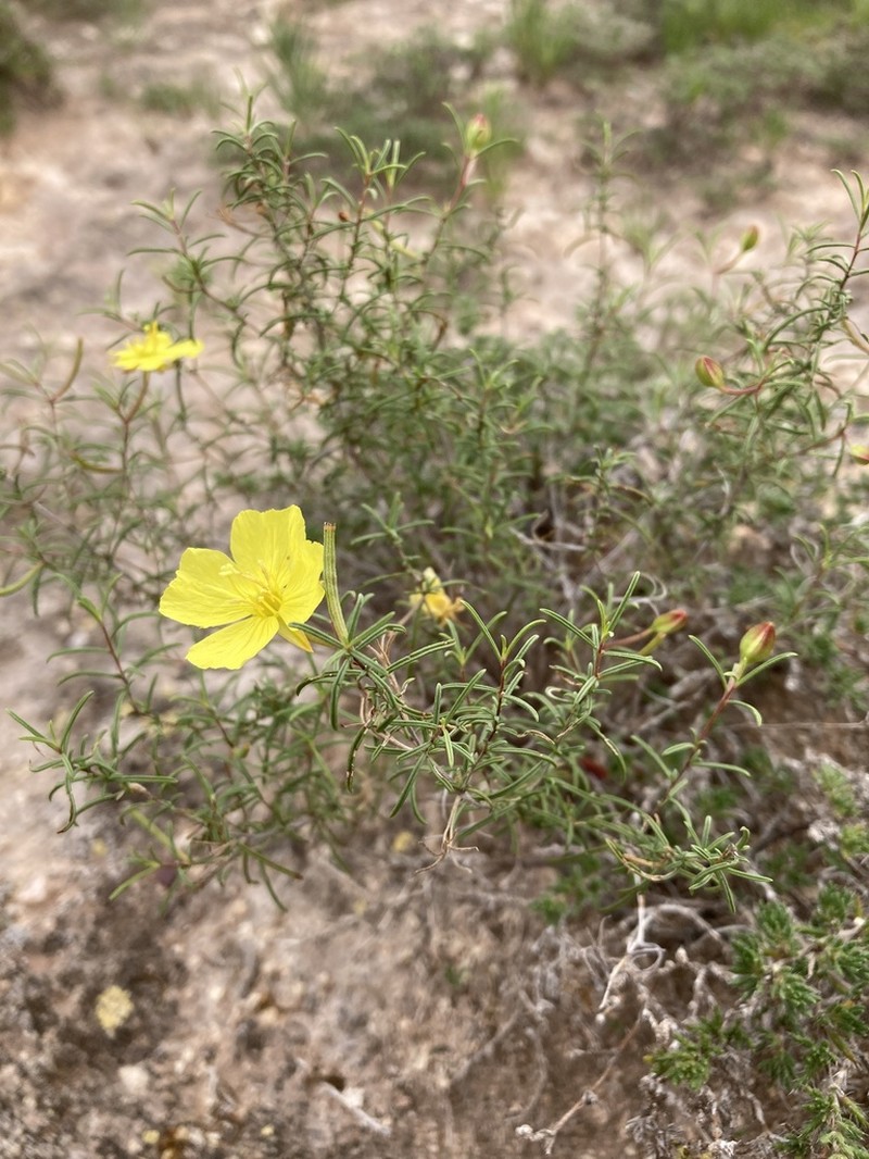 Oenothera gayleana photo 8