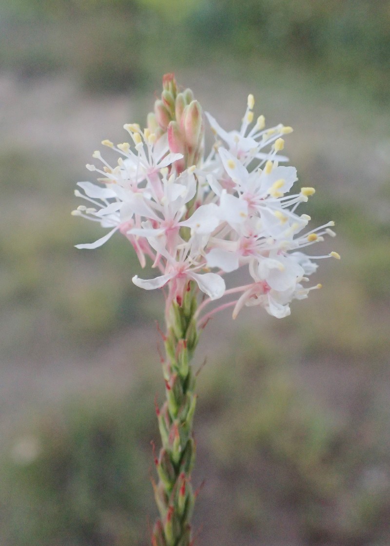 Oenothera glaucifolia