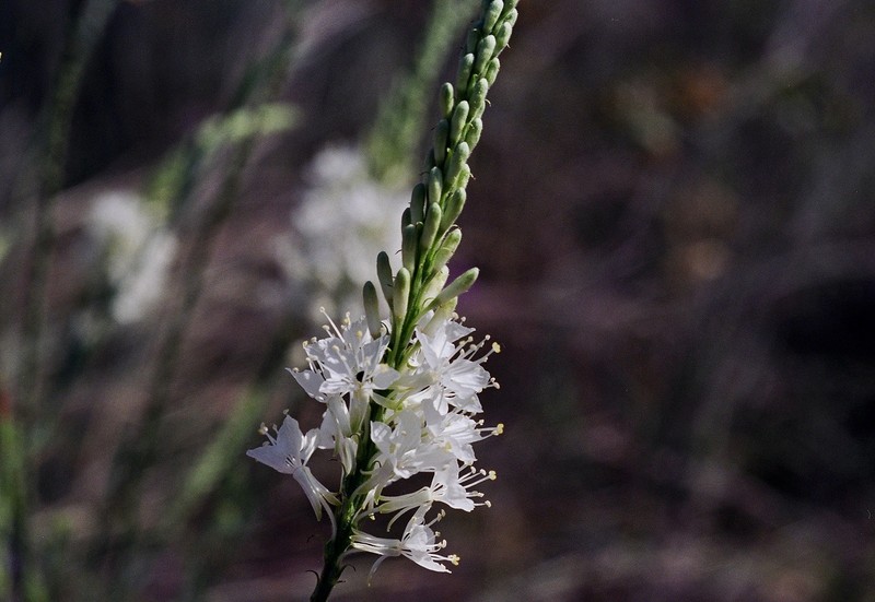 Oenothera glaucifolia photo 2