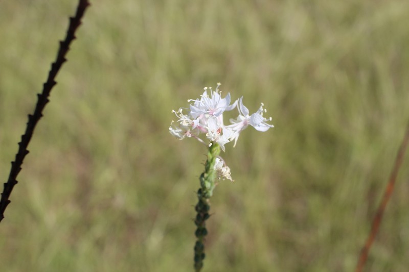 Oenothera glaucifolia photo 4