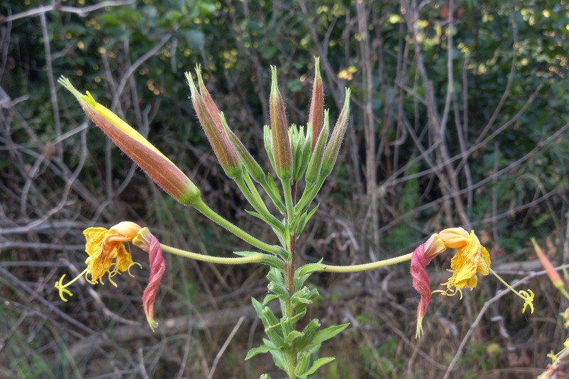 Redsepal Evening Primrose photo 2