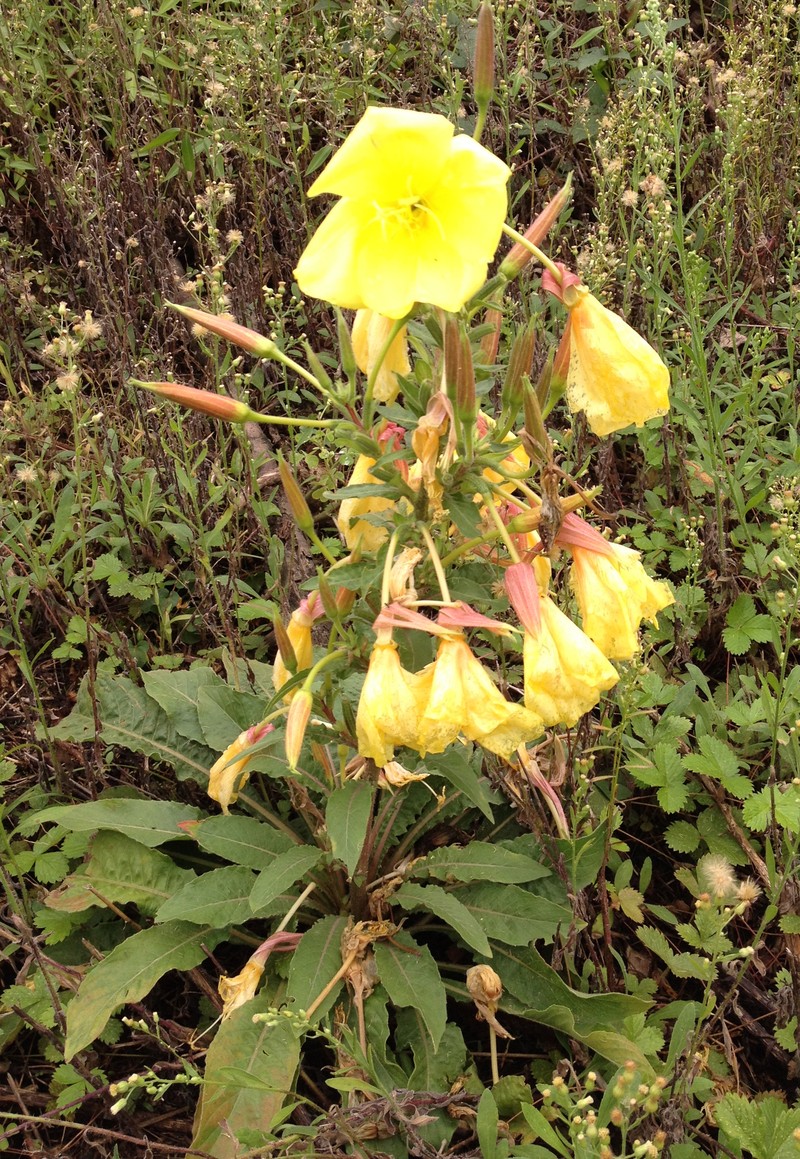 Redsepal Evening Primrose photo 3