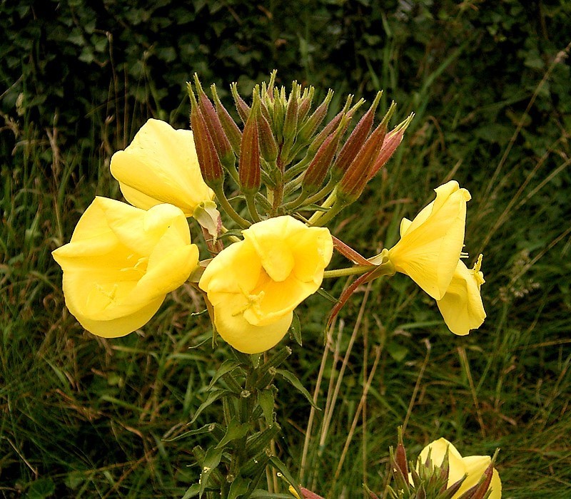 Redsepal Evening Primrose