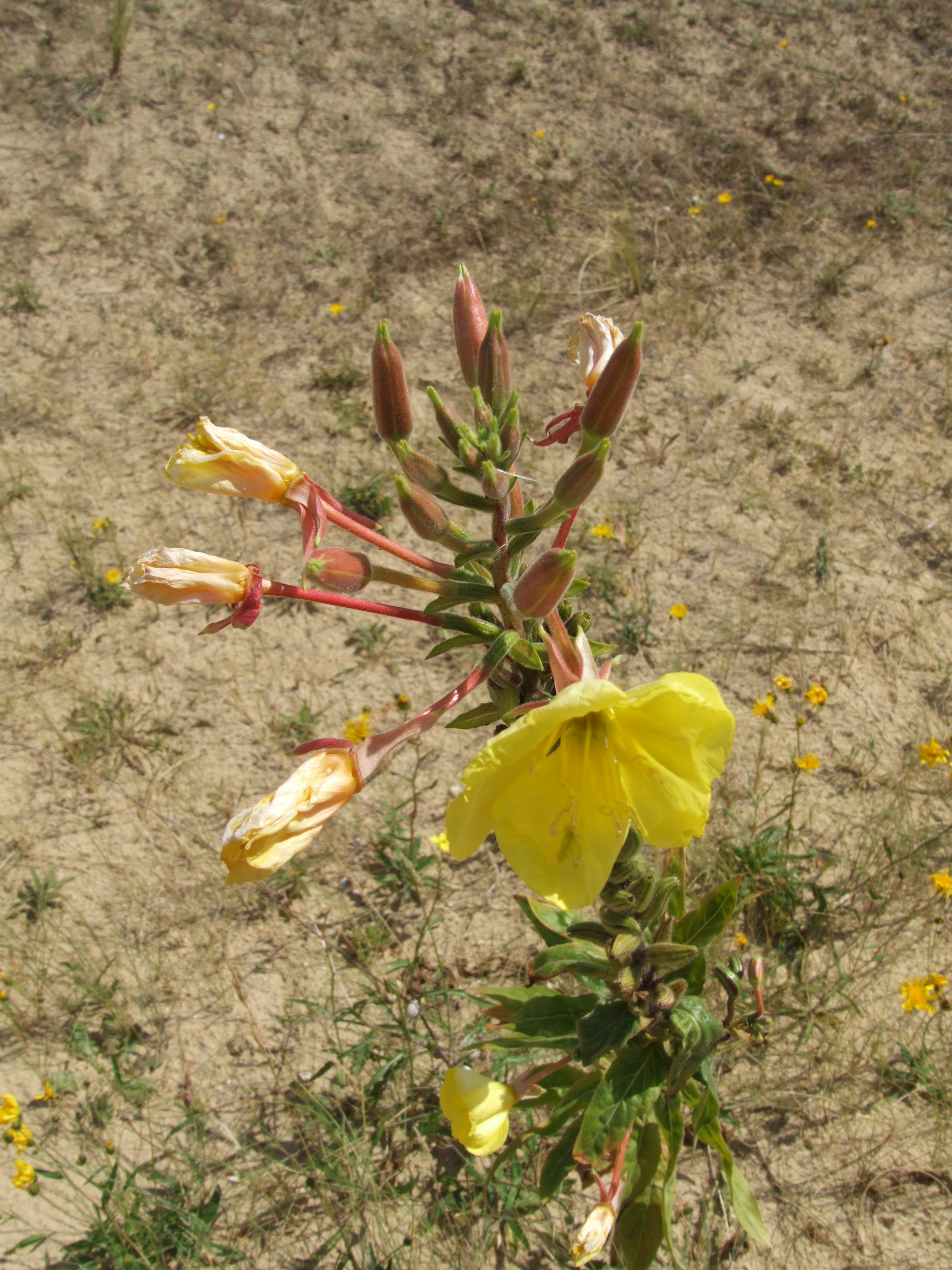 Redsepal Evening Primrose photo 4
