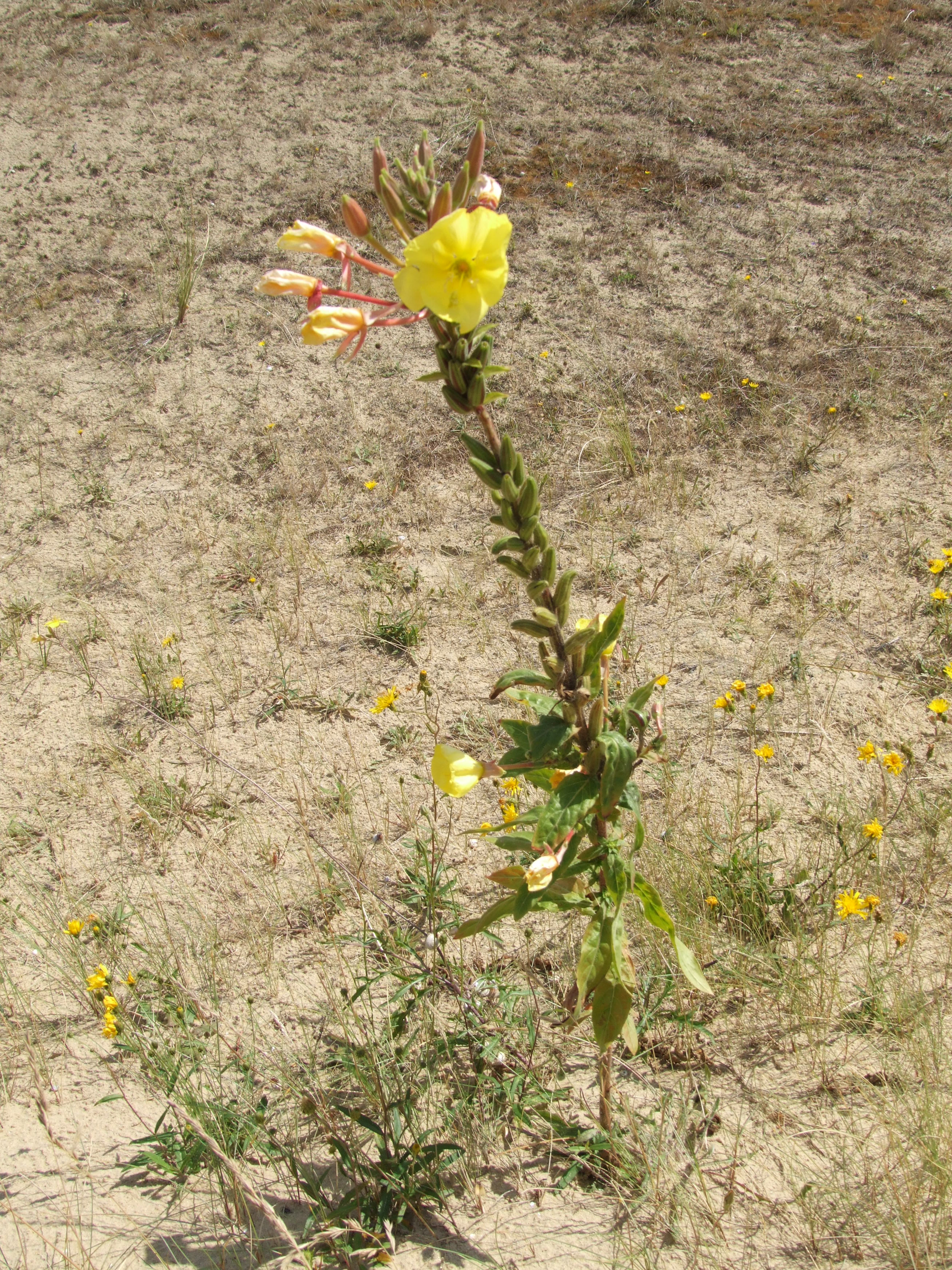 Redsepal Evening Primrose photo 5