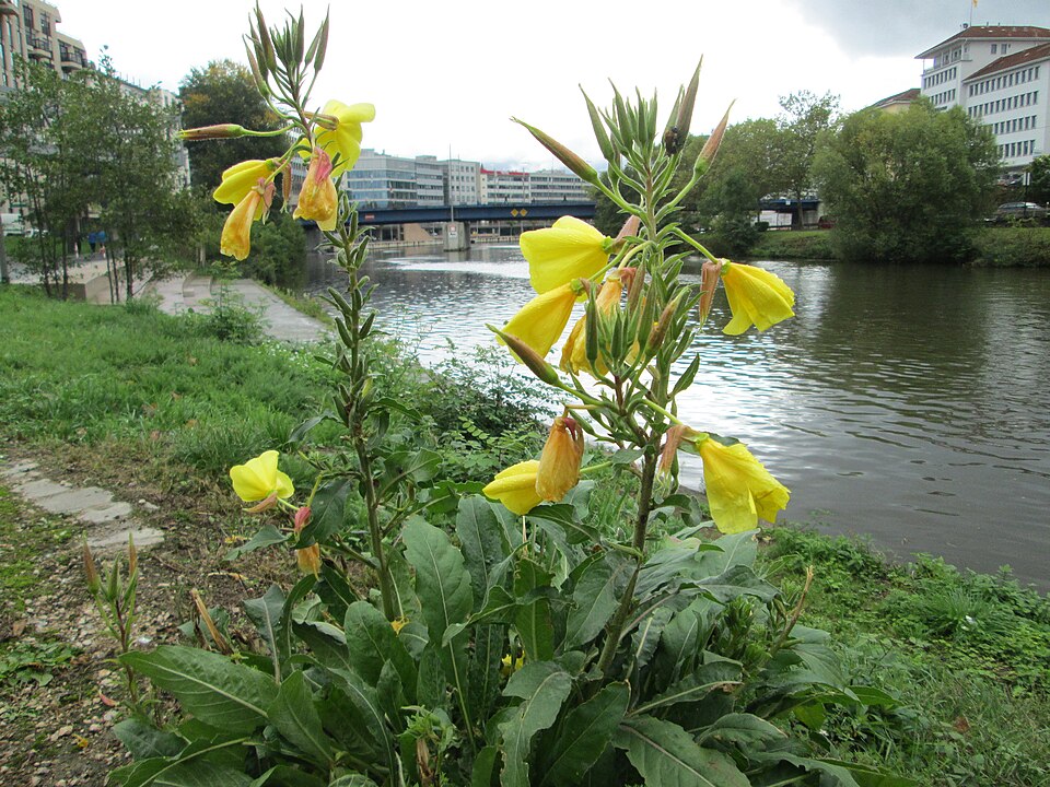 Redsepal Evening Primrose photo 6