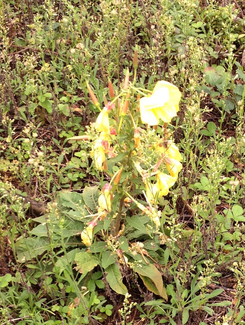 Redsepal Evening Primrose photo 7