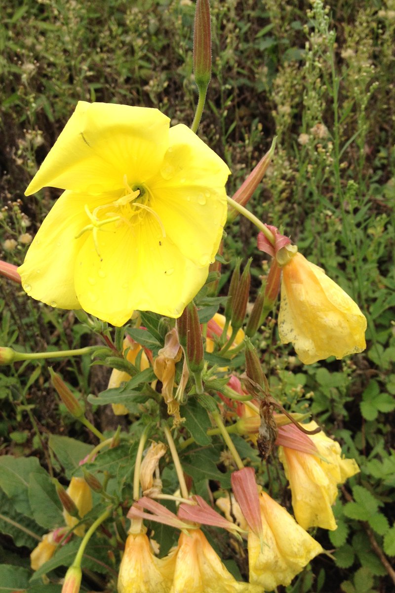 Redsepal Evening Primrose photo 8