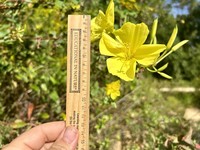 Largeflower Evening Primrose